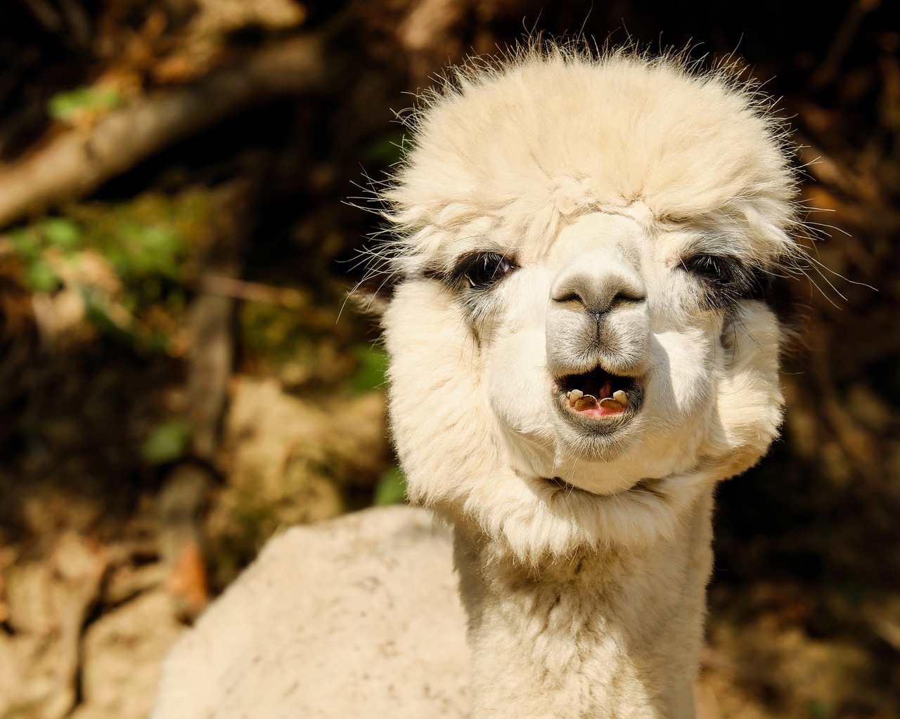 Isager Wolle von gluecklichen Alpacas